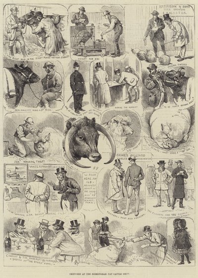Schizzi alla Mostra del Bestiame Grasso di Birmingham da Alfred Courbould